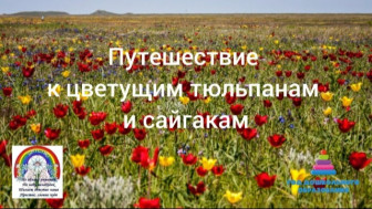 К цветущим тюльпанам и сайгакам.